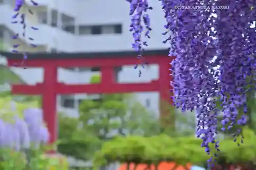 亀戸天神社(東京都)