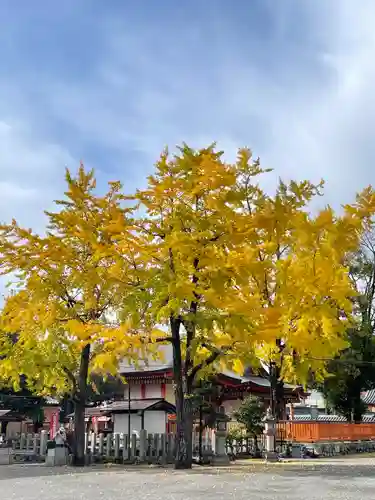 東寺（教王護国寺）(京都府)