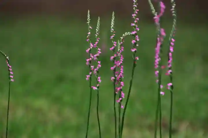 鏡石鹿嶋神社 *安産・開運・勝利の神さま*の庭園