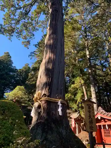北口本宮冨士浅間神社の自然