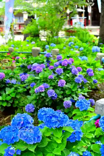 磐井神社(東京都)