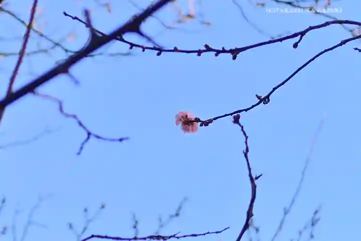 牛天神北野神社の自然