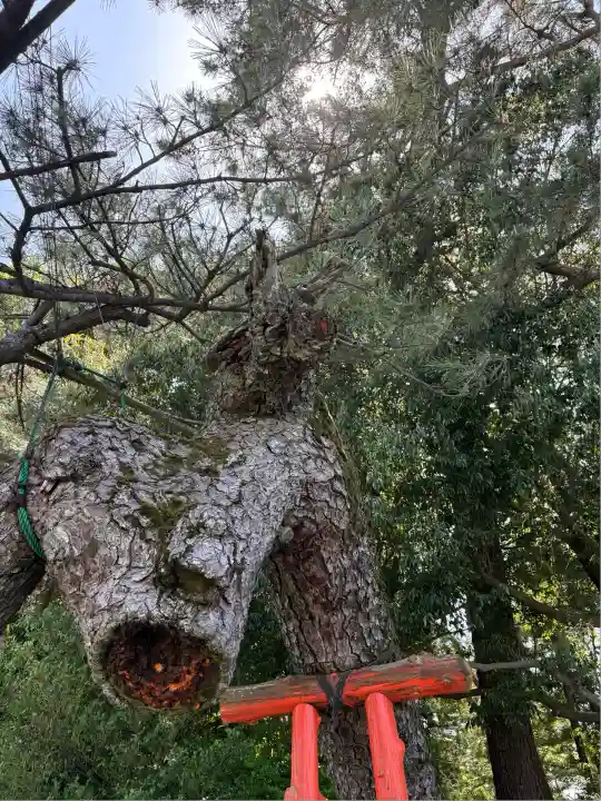 玉村八幡宮(群馬県)