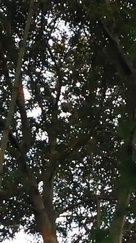 野木神社の動物