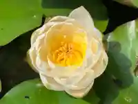 真言宗 善通寺派 薬王寺(香川県)