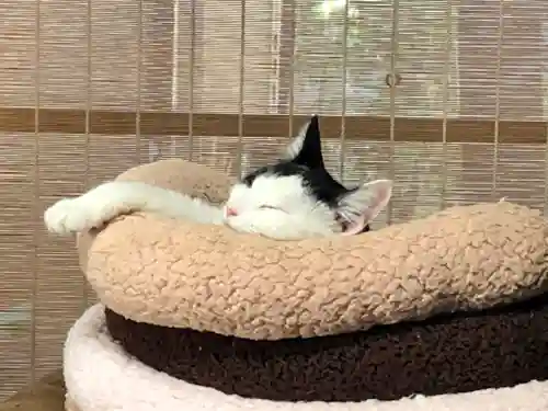 愛宕神社の動物