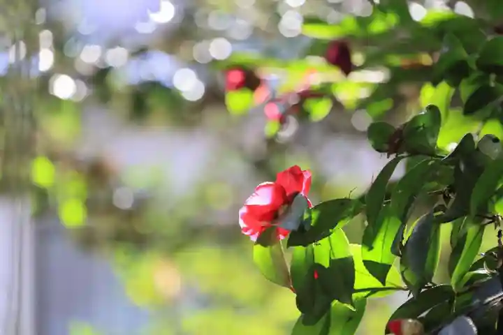 神炊館神社 ⁂奥州須賀川総鎮守⁂の自然