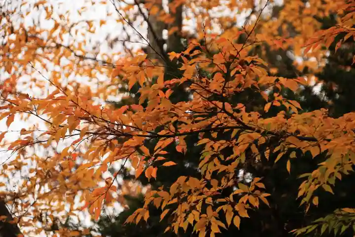 高司神社〜むすびの神の鎮まる社〜の自然