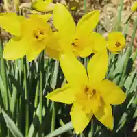 鹿島台神社の自然
