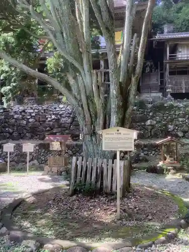 日龍峯寺(高澤観音)(美濃清水)の自然