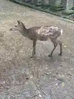 春日大社の動物