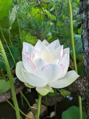 法金剛院(京都府)