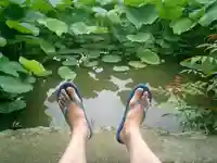 旗上弁財天社の自然