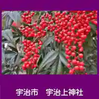 宇治上神社の自然