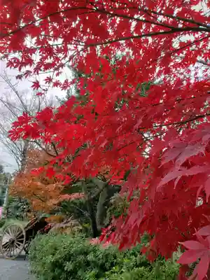 阿佐ヶ谷神明宮(東京都)