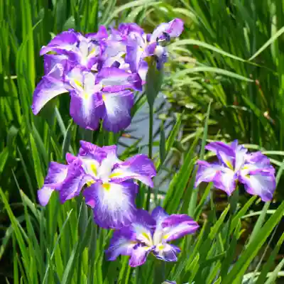 本土寺(千葉県)