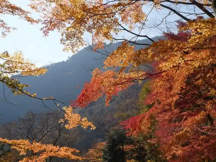 大山阿夫利神社の自然