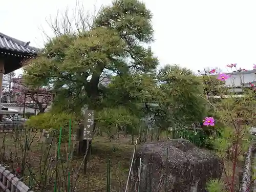 龍華寺の庭園