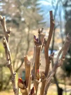 蚊里田八幡宮の{uncategorized: "未分類", other: "その他", undefined: "問題あり", building: "その他建物", grave: "お墓", sacred_gate: "鳥居", guardian: "狛犬", statue: "像", buddha: "仏像", history: "歴史", nature: "自然", garden: "庭園", animal: "動物", pagoda: "塔", temizu: "手水舎", mountain_gate: "山門・神門", sanctuary: "本殿・本堂", subordinate: "末社・摂社", art: "芸術", scenery: "景色", jizo: "地蔵", ema: "絵馬", goshuin: "御朱印", omikuji: "おみくじ", items: "授与品その他", amulet: "お守り", goshuincho: "御朱印帳", eats: "食事", festival: "お祭り", votive_dance: "神楽", shichigosan: "七五三参", wedding: "結婚式", experience: "体験その他", initially: "初詣", around: "周辺", anti_infection: "感染症対策"}