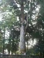 霧島神宮(鹿児島県)