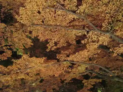 北野天満宮の自然