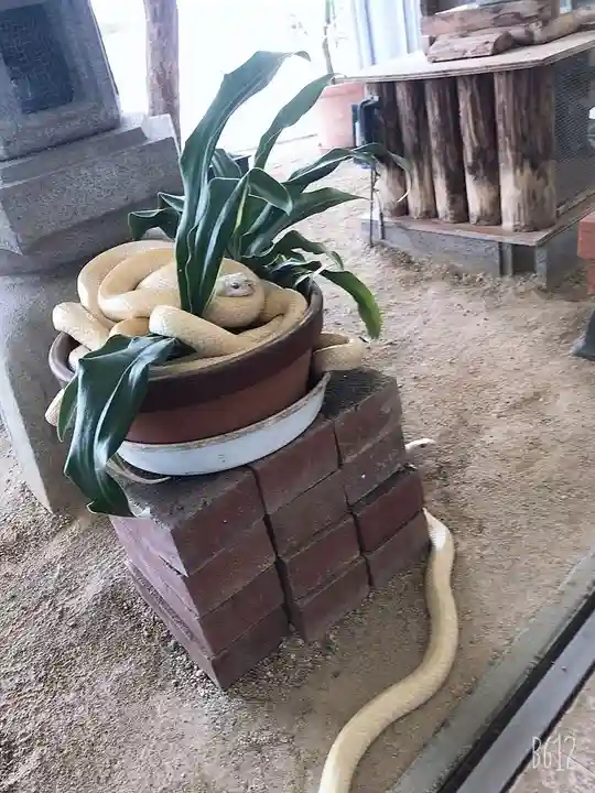 岩国白蛇神社のその他建物