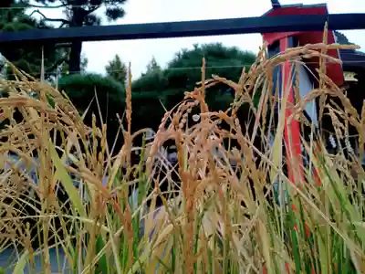 阿部野神社(大阪府)