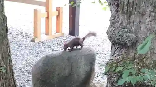 千歳神社の動物