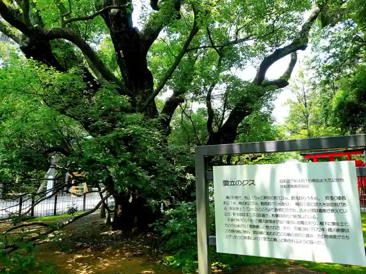 浜松八幡宮の自然