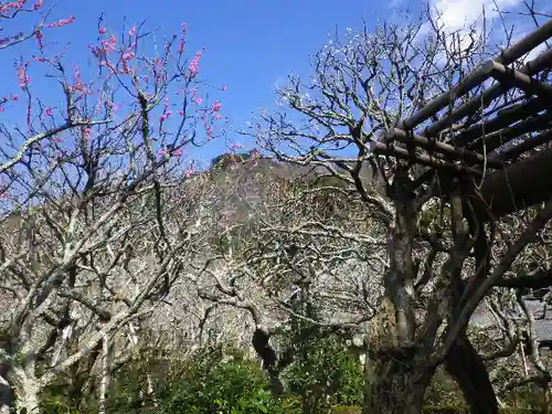 瑞泉寺の庭園