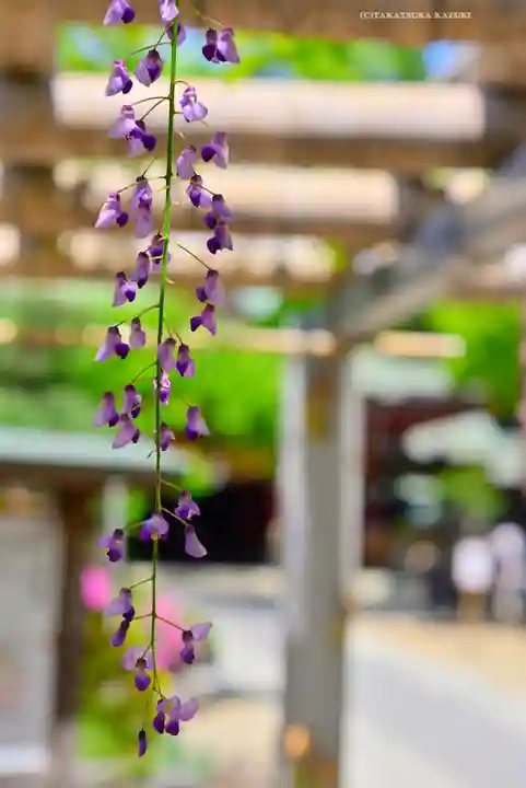 越ヶ谷久伊豆神社(埼玉県)