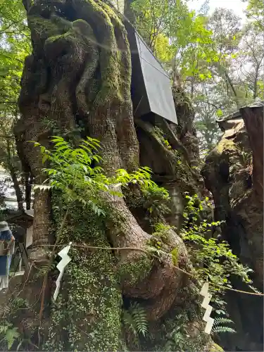 來宮神社(静岡県)