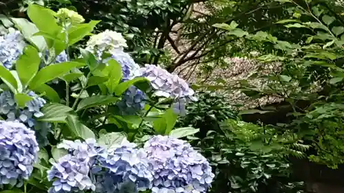 杉本寺の自然