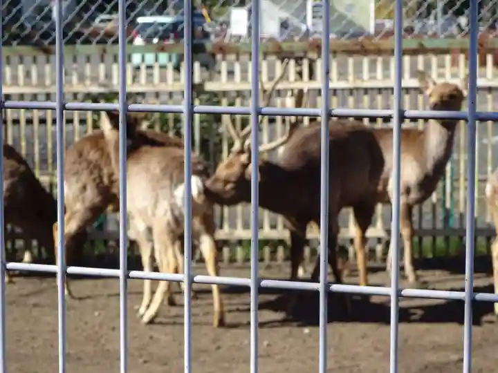 相州春日神社の動物