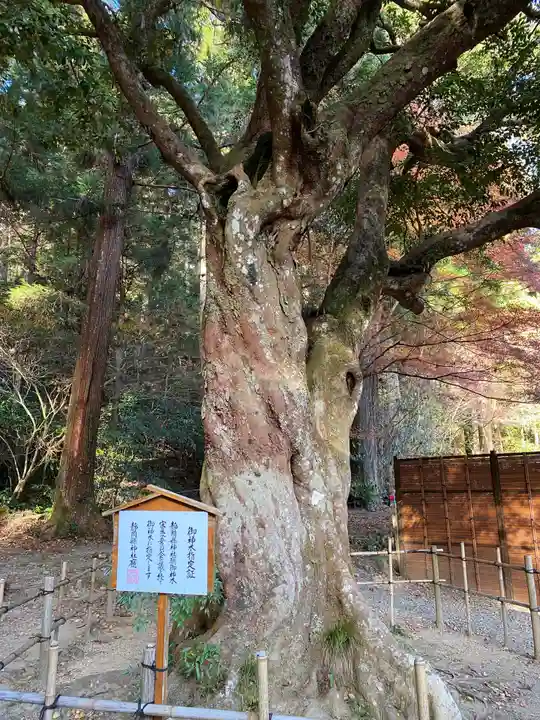 小國神社の自然