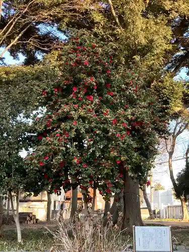 尉殿神社の自然
