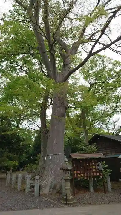 日吉神社の自然
