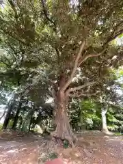 百草八幡神社の自然