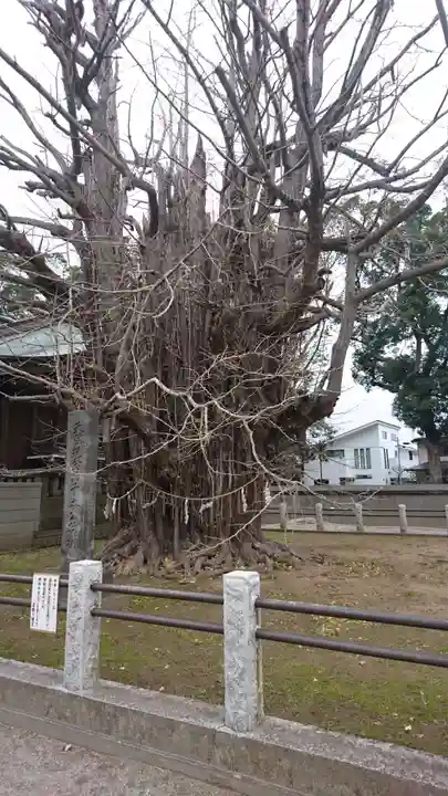 葛飾八幡宮の自然