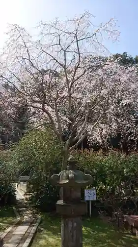 安國論寺（安国論寺）の自然