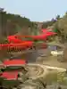 クマ
