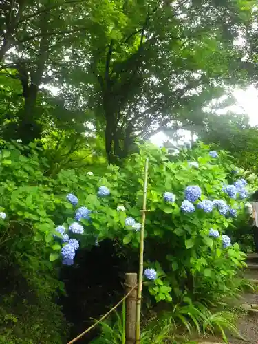 明月院の庭園