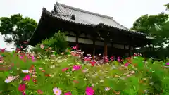 般若寺 ❁﻿コスモス寺❁の本殿