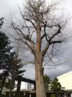 福井神社(福井県)