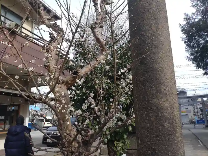 若宮八幡宮 (神奈川県)