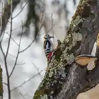 美幌神社(北海道)