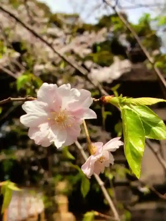 赤坂氷川神社(東京都)