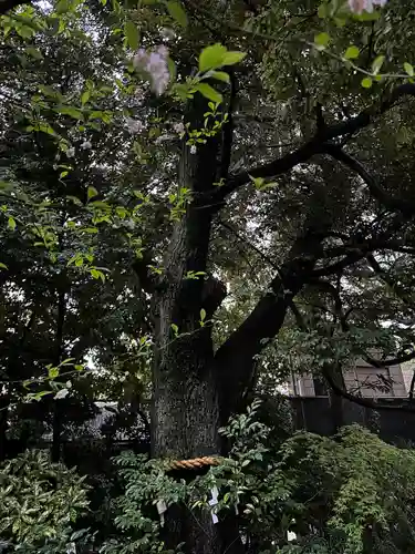 東京大神宮(東京都)