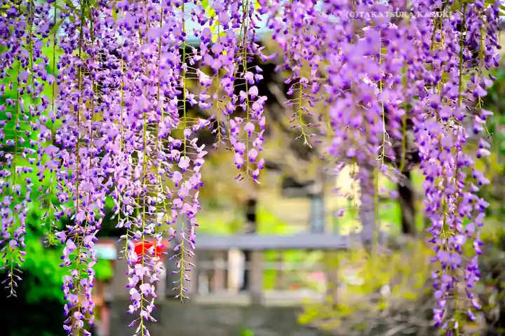 西新井大師総持寺(東京都)