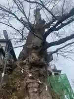 武蔵御嶽神社の自然